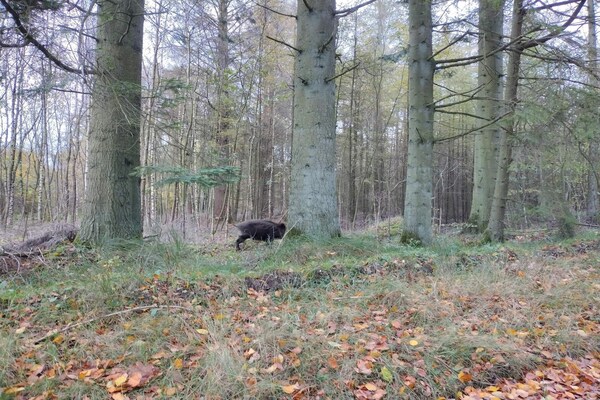 Foto van 4 persoons vakantie huis in Hovborg-By Traum - Vakantiehuis in Hovborg - Untagged