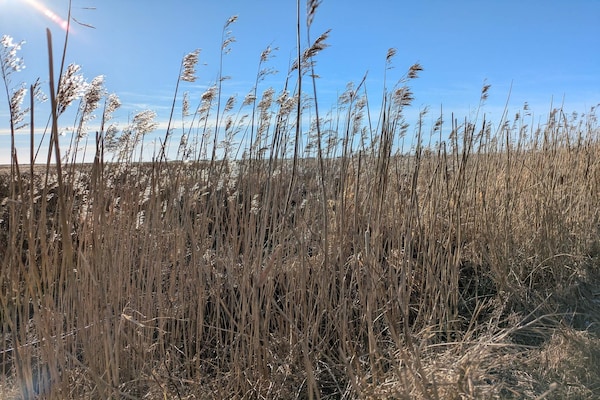 Foto van Luxe retraite met spa -- By Traum Ferienwohnungen - Vakantiehuis in Blåvand - Untagged
