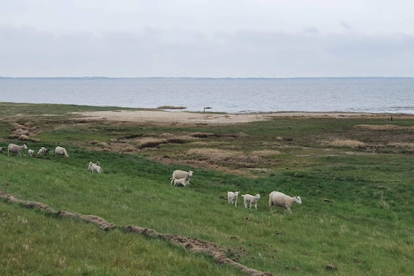 Foto van 6 persoons vakantie huis in Rømø-By Traum - Vakantiehuis in Rømø - WaterView