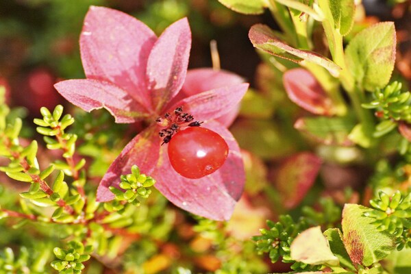 Foto van 6 persoons vakantie huis in Rennebu-By Traum - Vakantiehuis in Rennebu - Untagged