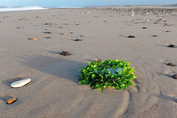 Foto van 8 persoons vakantie huis in Fjerritslev-By Traum - Vakantiehuis in Fjerritslev - WaterView