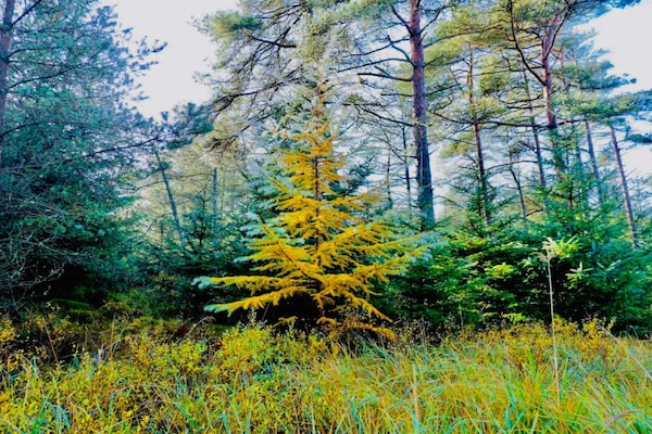 Foto van 8 persoons vakantie huis in Fjerritslev-By Traum - Vakantiehuis in Fjerritslev - Untagged