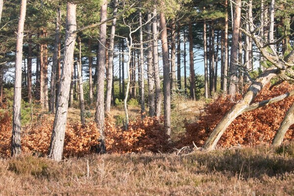 Foto van 6 persoons vakantie huis in Oksbøl - Vakantiehuis in Oksbøl - Untagged