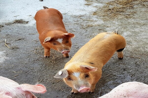 Foto van Appartement in Hollersbach bij Skiliften - Vakantiehuis in Hollersbach im Pinzgau - Ambiance