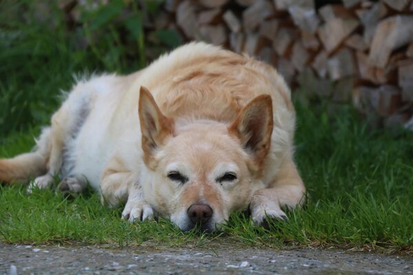 Foto van Appartement in Hollersbach bij Skiliften - Vakantiehuis in Hollersbach im Pinzgau - Ambiance