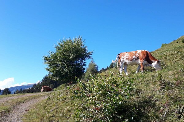 Foto van Rehsprung in het Fernblick-huis - Vakantiehuis in Millstatt - Untagged