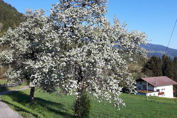 Foto van Rehsprung in het Fernblick-huis - Vakantiehuis in Millstatt - Untagged