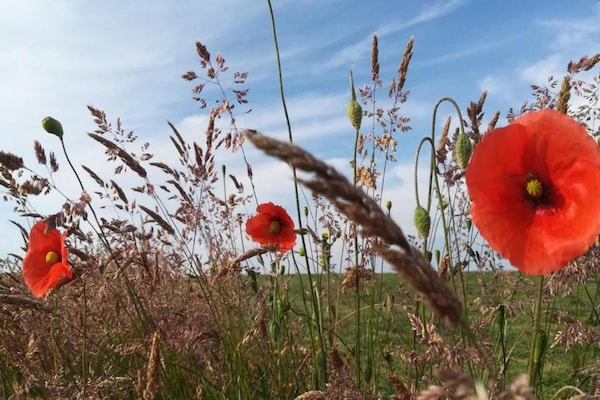 Foto van Houffalize Boszicht Villa - Vakantiehuis in Wibrin - AreaSummer20KM