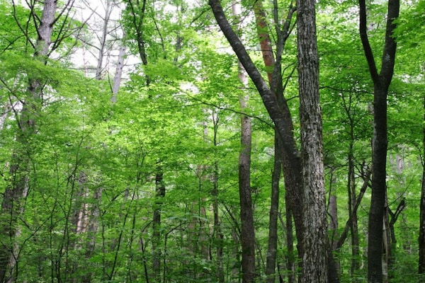Foto van Houffalize Boszicht Villa - Vakantiehuis in Wibrin - AreaSummer20KM