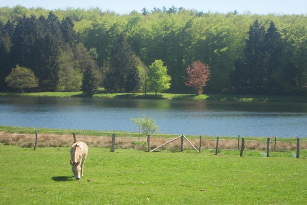 Foto van Houffalize Boszicht Villa - Vakantiehuis in Wibrin - AreaSummer20KM