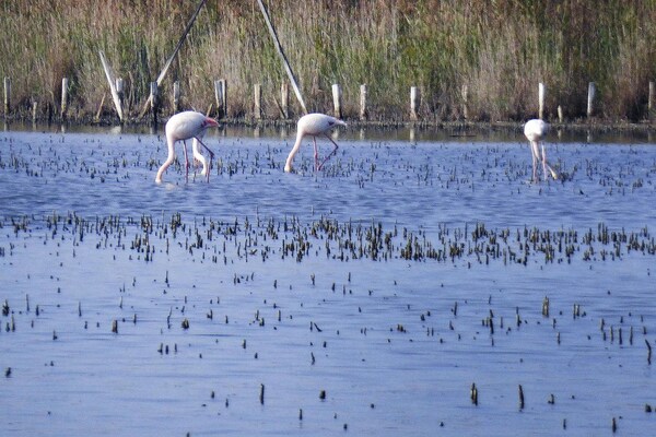 Foto van Villa in Bellegarde bij Pont du Gard - Vakantiehuis in Bellegarde - AreaSummer20KM