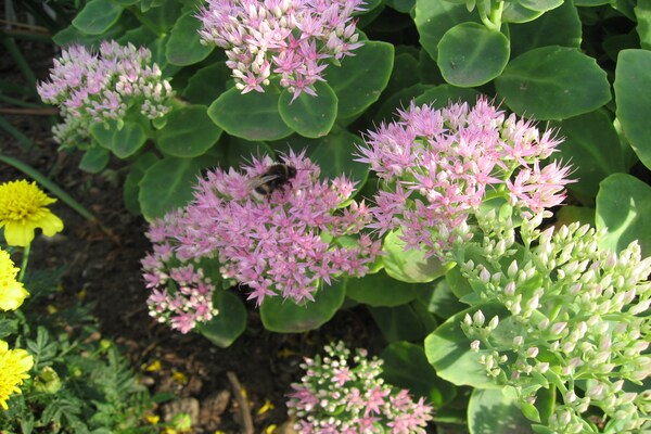 Foto van Vakantieappartement met terras in Kropelin - Vakantiehuis in Kröpelin / OT Klein Nienhagen - Ambiance