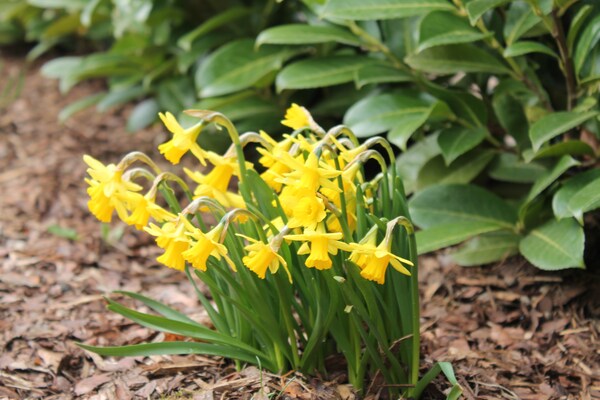 Foto van Vakantieappartement met terras in Kropelin - Vakantiehuis in Kröpelin / OT Klein Nienhagen - Ambiance