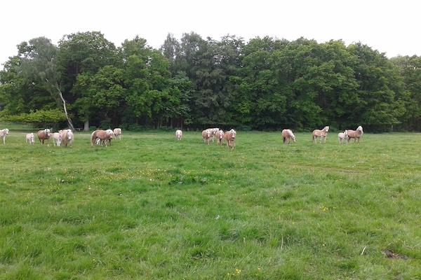 Foto van Appartement in Zarnewanz nabij de Oostzee - Vakantiehuis in Zarnewanz - GardenSummer