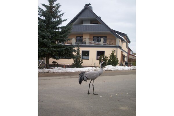 Foto van (1e verdieping) - Zum Adler Horst - in Federow - Vakantiehuis in Federow - Untagged
