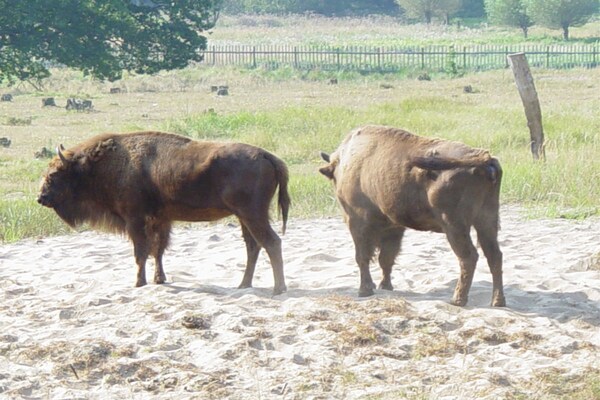 Foto van (1e verdieping) - Zum Adler Horst - in Federow - Vakantiehuis in Federow - Untagged