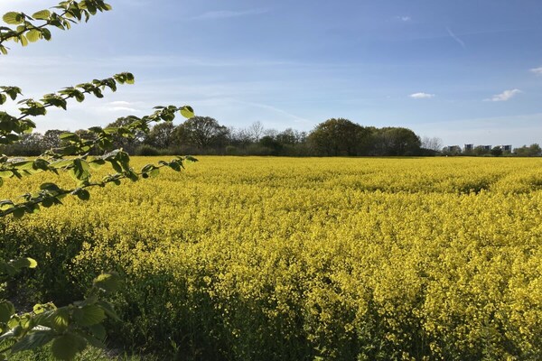 Foto van Vakantiehuis Tuinterras vlakbij de Baltische Zee - Vakantiehuis in Wendtorf - Untagged