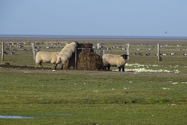 Foto van Regentas voor vakantiehuis - Vakantiehuis in Friedrichskoog - Untagged