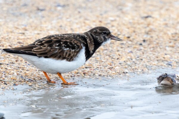 Foto van Vakantiewoning Shalom, Hus Blinkfuer 202 - Vakantiehuis in Baltrum - AreaSummer1KM