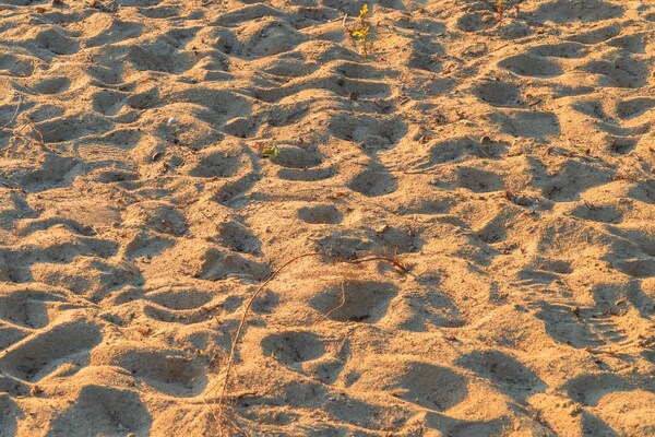 Foto van Vakantiehuis Seewind met sauna aan de Dümmersee - Vakantiehuis in Dümmer - AreaSummer1KM