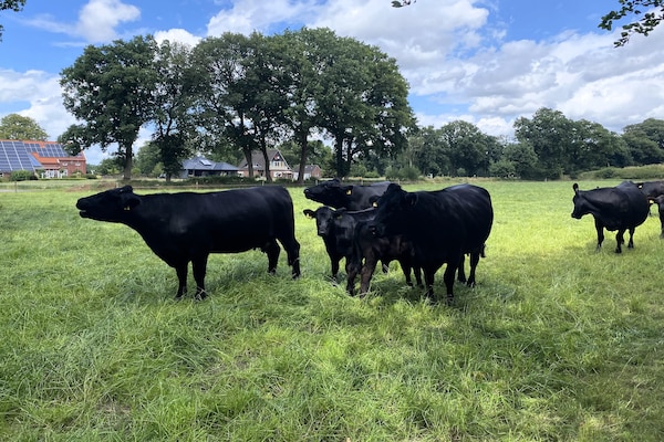 Foto van Rijtjeshuis in Strackholt met verwarmd zwembad - Vakantiehuis in Strackholt - AreaSummer1KM