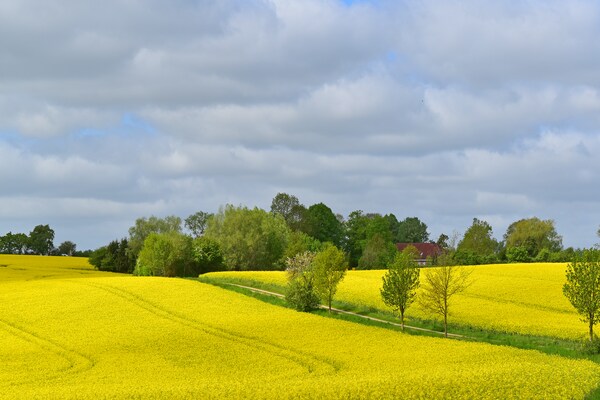 Foto van Vakantieappartement in het landhuis Schulenbrook - Vakantiehuis in Metelsdorf - AreaSummer1KM