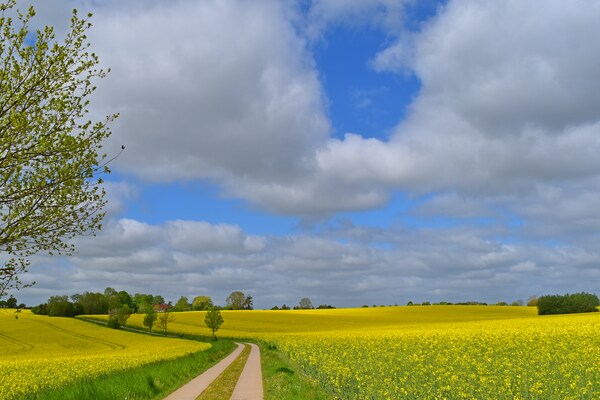 Foto van Vakantieappartement in het landhuis Schulenbrook - Vakantiehuis in Metelsdorf - AreaSummer1KM