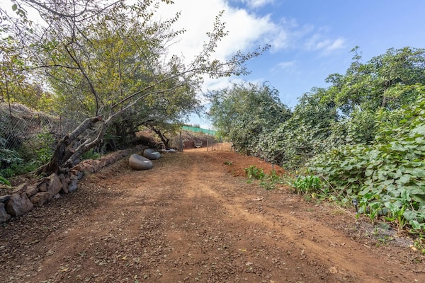 Foto van Vakantiehuis op Tenerife met Tuin - Vakantiehuis in La Cabezada, Santa Úrsula - Ambiance
