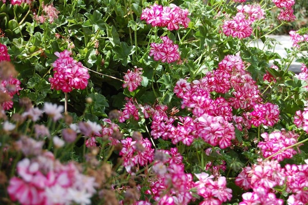 Foto van Sofia Huis met zwembad in Granadilla de Abona - Vakantiehuis in Granadilla de Abona - GardenSummer