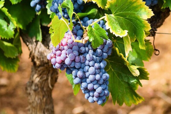 Foto van Villa in de Pyreneeën met zwembad en terras - Vakantiehuis in QUILLAN - Untagged