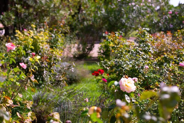 Foto van Charmante Provençaalse villa in Noves - Vakantiehuis in Noves - Ambiance