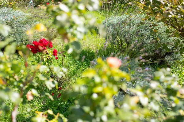 Foto van Charmante Provençaalse villa in Noves - Vakantiehuis in Noves - Ambiance