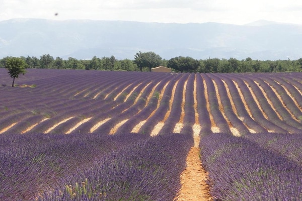Foto van Familiehuis in Provence met Zwembad en Tuin - Vakantiehuis in Draguignan - AreaSummer20KM
