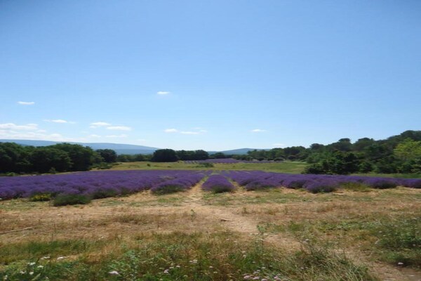 Foto van Familiehuis in Provence met Zwembad en Tuin - Vakantiehuis in Draguignan - AreaSummer20KM