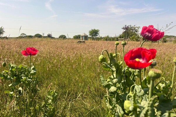 Foto van Luxe tent in Norfolk met mooie tuin - Vakantiehuis in Swannington - AreaSummer20KM
