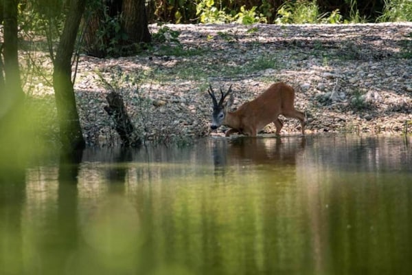 Foto van Appartement in Crikvenica bij Strand - Vakantiehuis in Crikvenica - AreaSummer5KM
