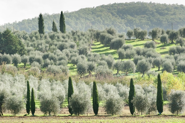 Foto van Appartement in Monte del Lago bij Trasimeno - Vakantiehuis in Monte del Lago - AreaSummer5KM