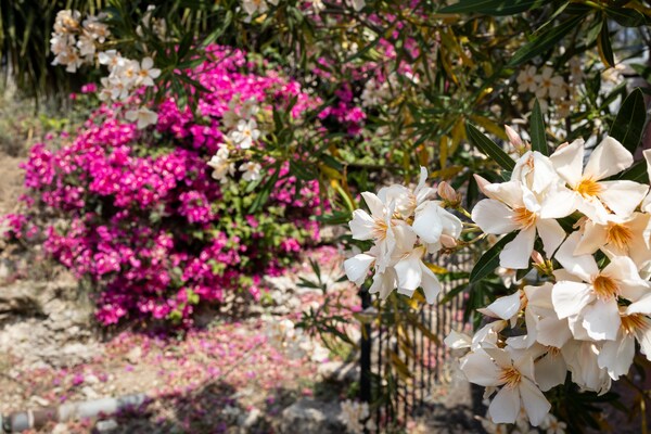 Foto van Villa in Sicilië met uitzicht op de Etna - Vakantiehuis in Carlentini - GardenSummer