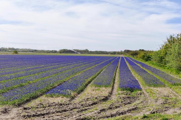 Foto van Moderne bungalows aan zee - Vakantiehuis in De Koog - AreaSummer20KM