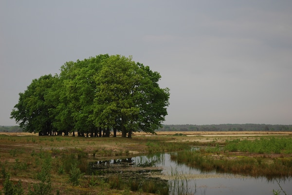 Foto van Rijtjeshuis in Nederland bij Veluwe - Vakantiehuis in Voorthuizen - AreaSummer20KM