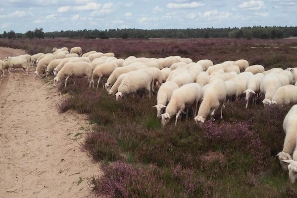 Foto van Rijtjeshuis in Nederland bij Veluwe - Vakantiehuis in Voorthuizen - AreaSummer20KM