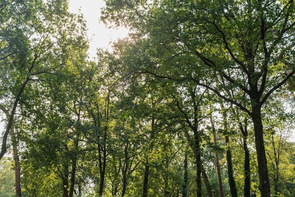 Foto van Tiny House met uitzicht op het bos - Vakantiehuis in Hoenderloo - AreaSummer5KM